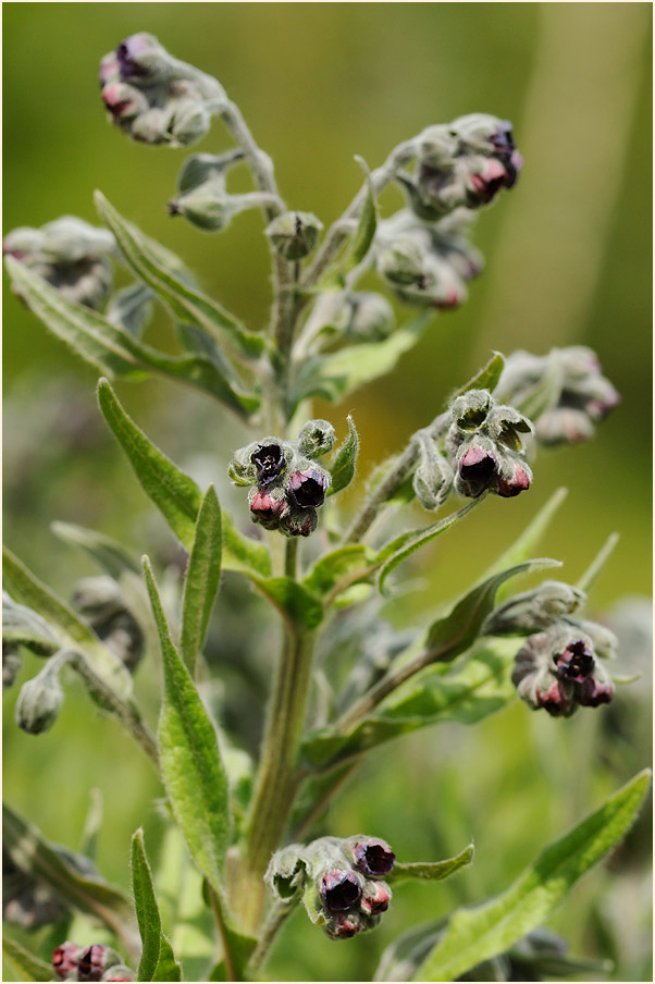 Gewöhnliche Hundszunge (Cynoglossum officinale L.)