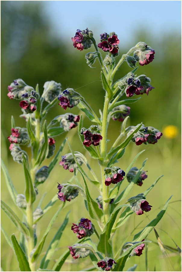 Gewöhnliche Hundszunge (Cynoglossum officinale L.)