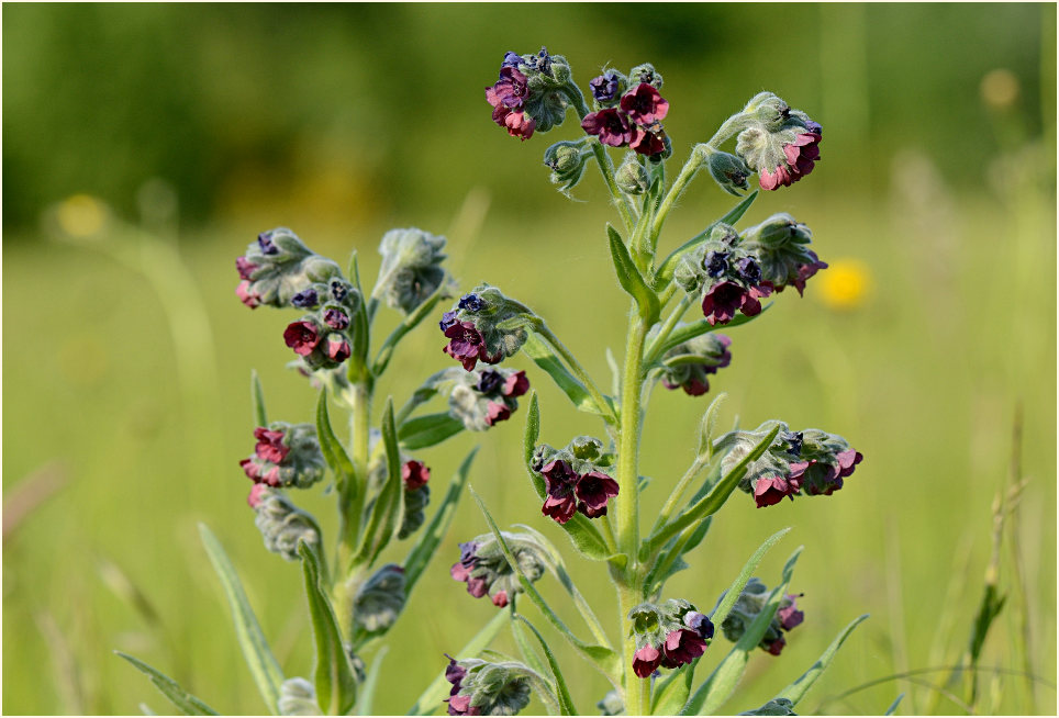 Gewöhnliche Hundszunge (Cynoglossum officinale L.)