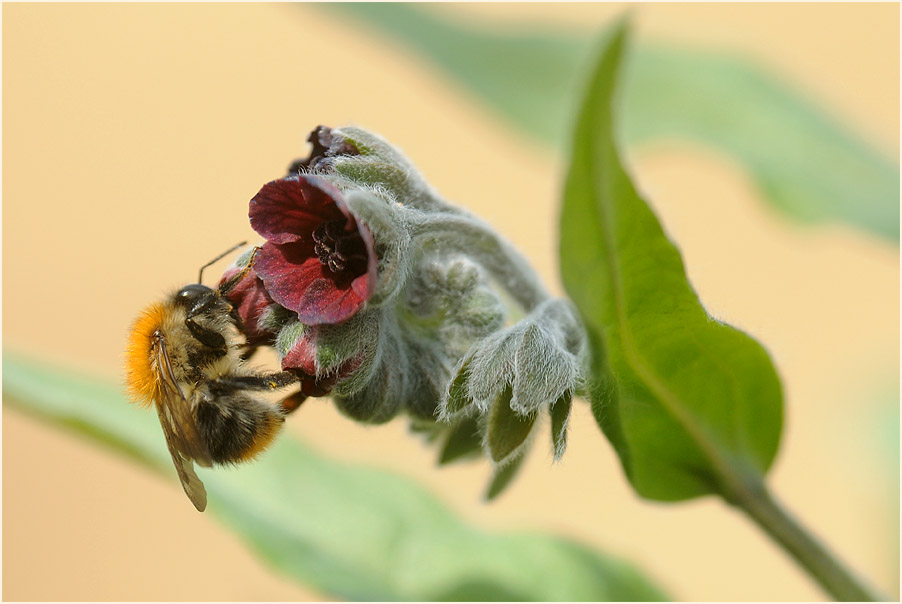 Gewöhnliche Hundszunge (Cynoglossum officinale L.)