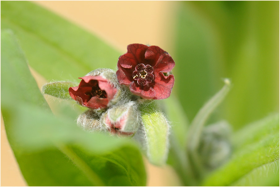 Gewöhnliche Hundszunge (Cynoglossum officinale L.)