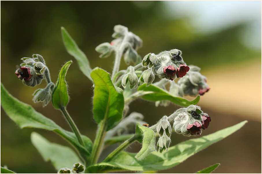 Gewöhnliche Hundszunge (Cynoglossum officinale L.)