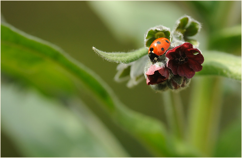 Gewöhnliche Hundszunge (Cynoglossum officinale L.)