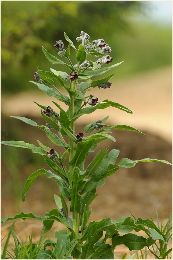 Gewöhnliche Hundszunge (Cynoglossum officinale L.)