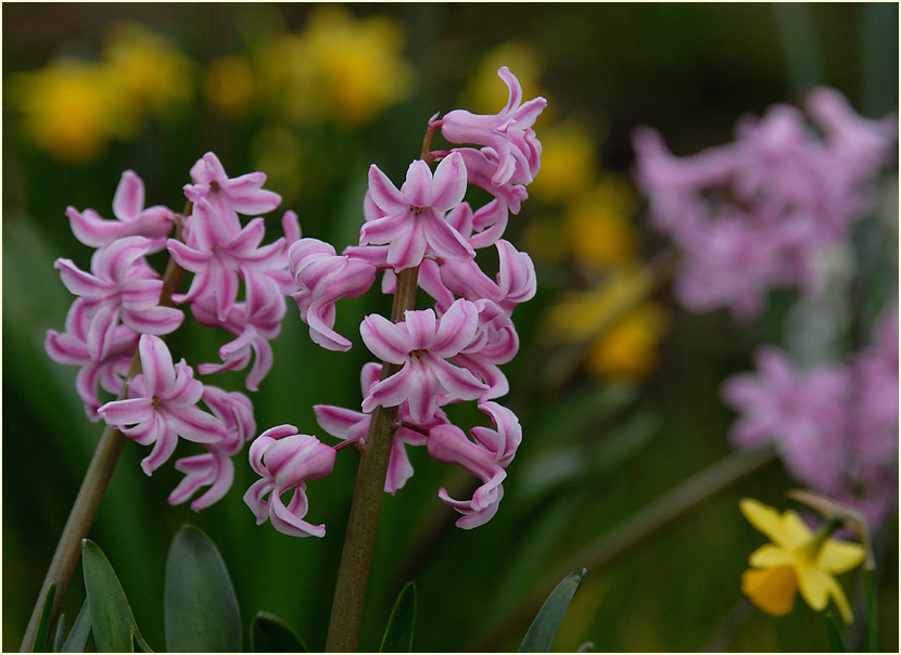 Hyazinthe (Hyazinthus)