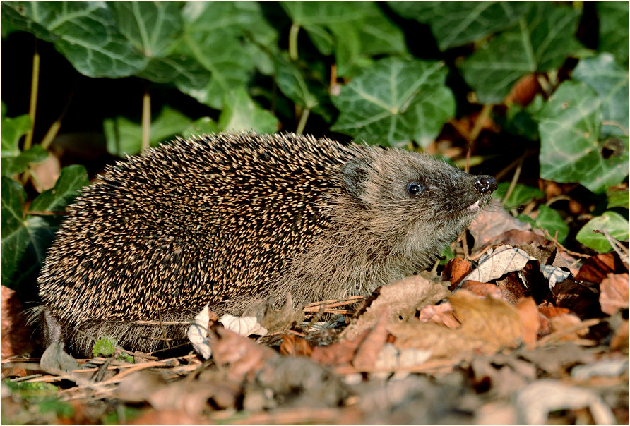 Igel