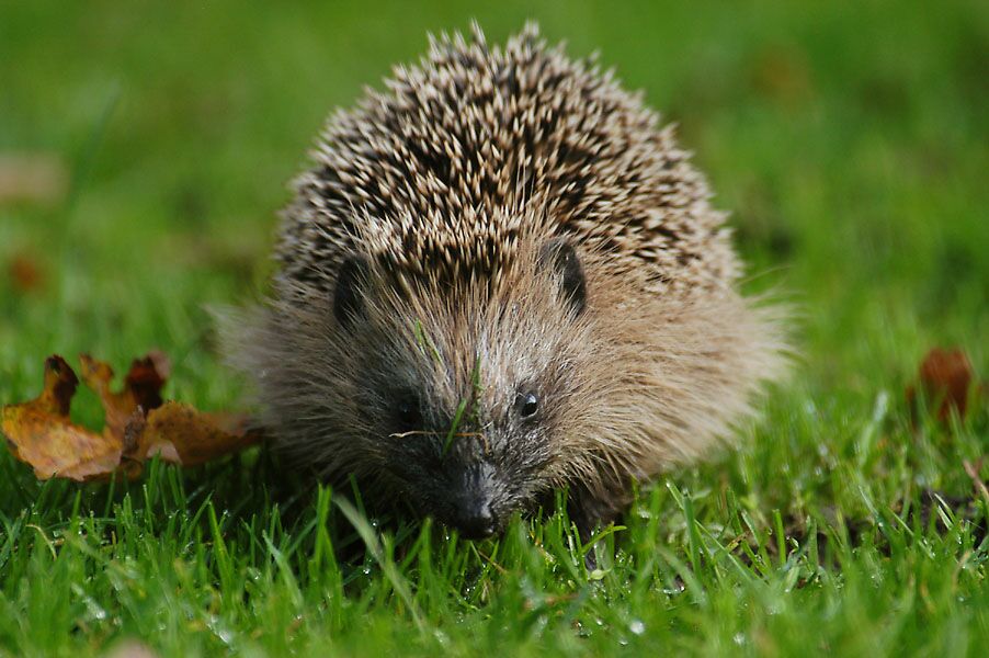 Igel