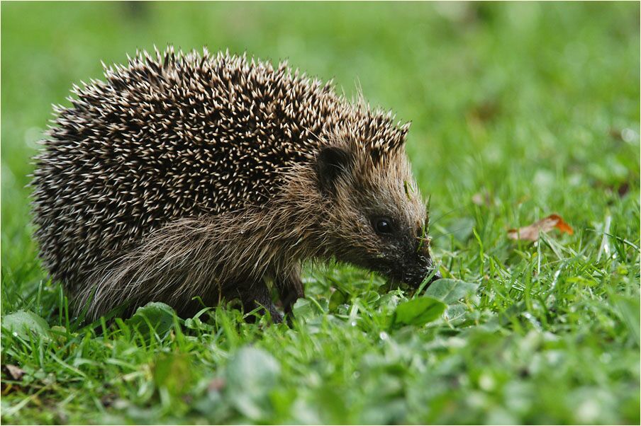 Igel