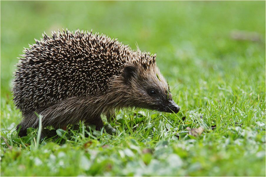 Igel