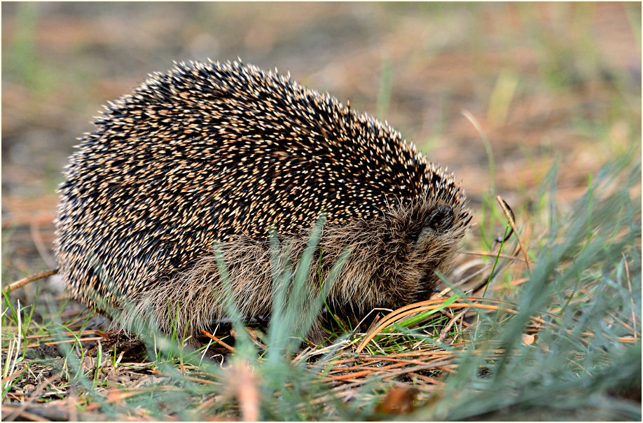 Igel