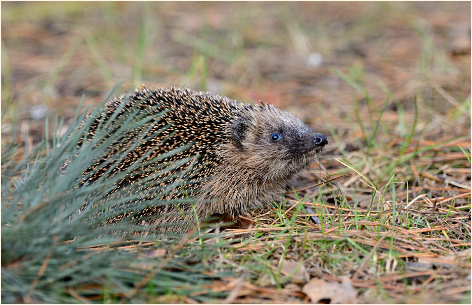 Igel