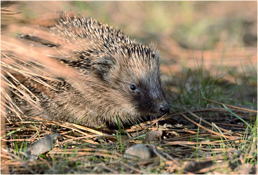 Igel