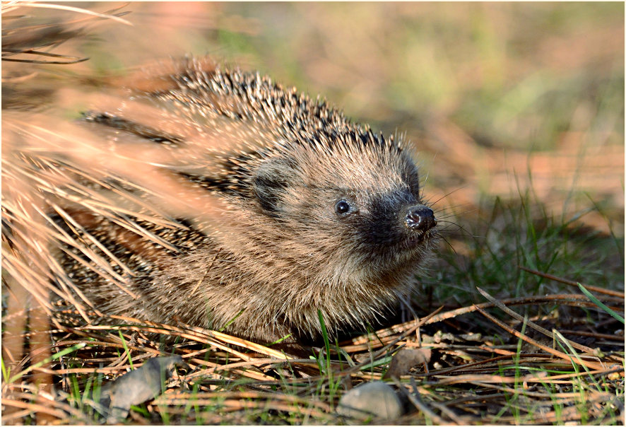 Igel