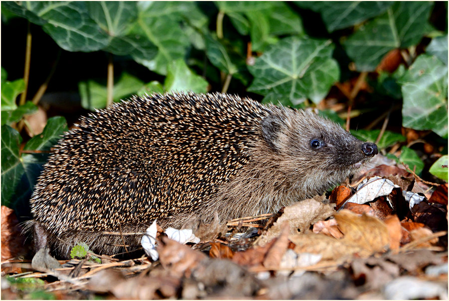 Igel