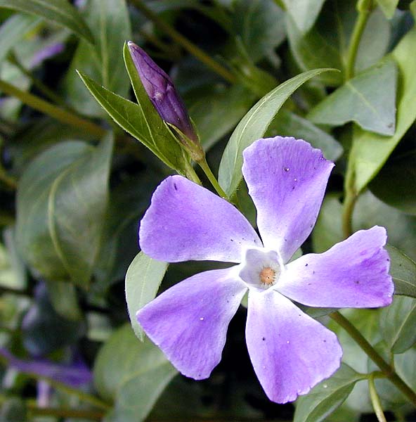 Kleines Immergrün (Vinca minor)