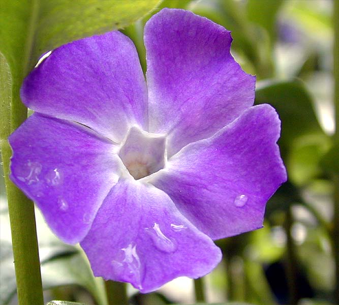 Kleines Immergrün (Vinca minor)