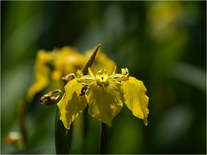 Schwertlilie (Iris)