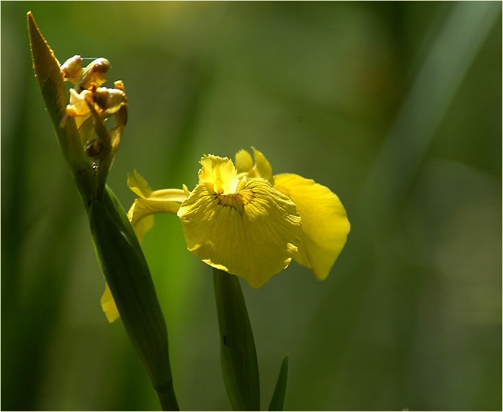 Schwertlilie (Iris)