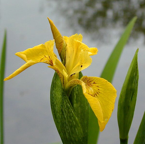 Schwertlilie (Iris)