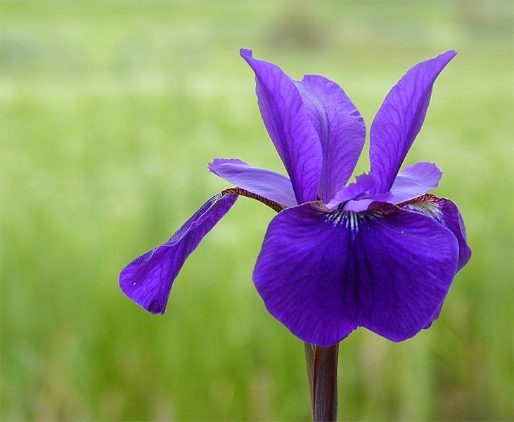 Schwertlilie (Iris)
