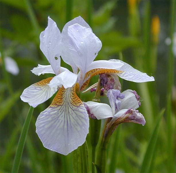 Schwertlilie (Iris)