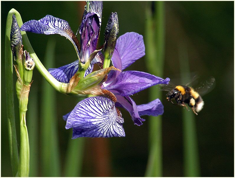 Schwertlilie (Iris)