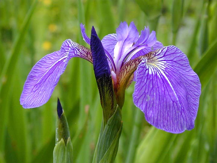 Schwertlilie (Iris)