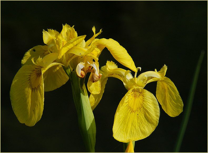 Schwertlilie (Iris)