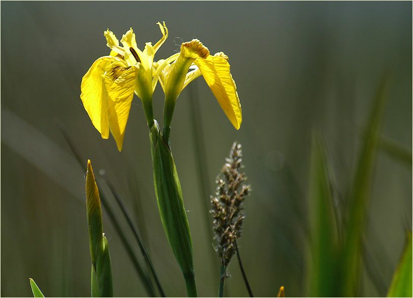 Schwertlilie (Iris)