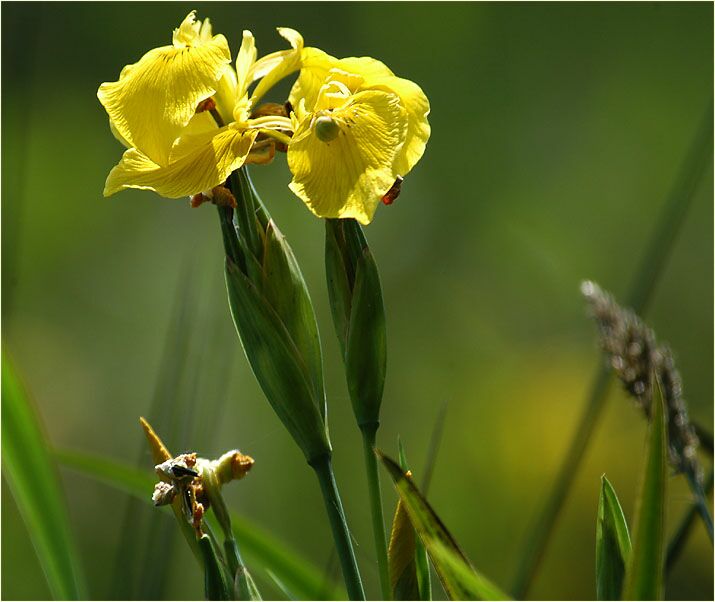 Schwertlilie (Iris)