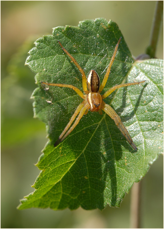 Gerandete Jagdspinne (Dolomedes fimbriatus)