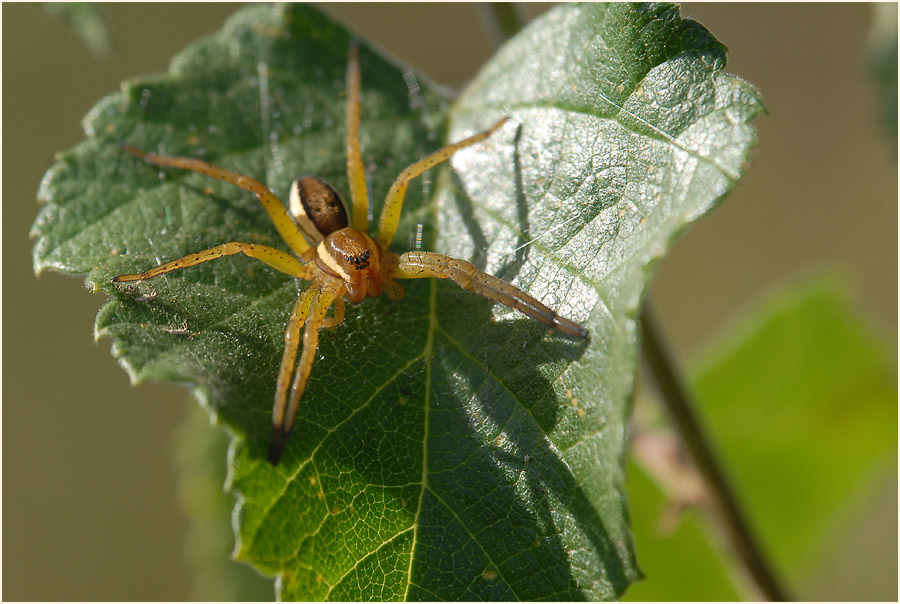 Gerandete Jagdspinne (Dolomedes fimbriatus)