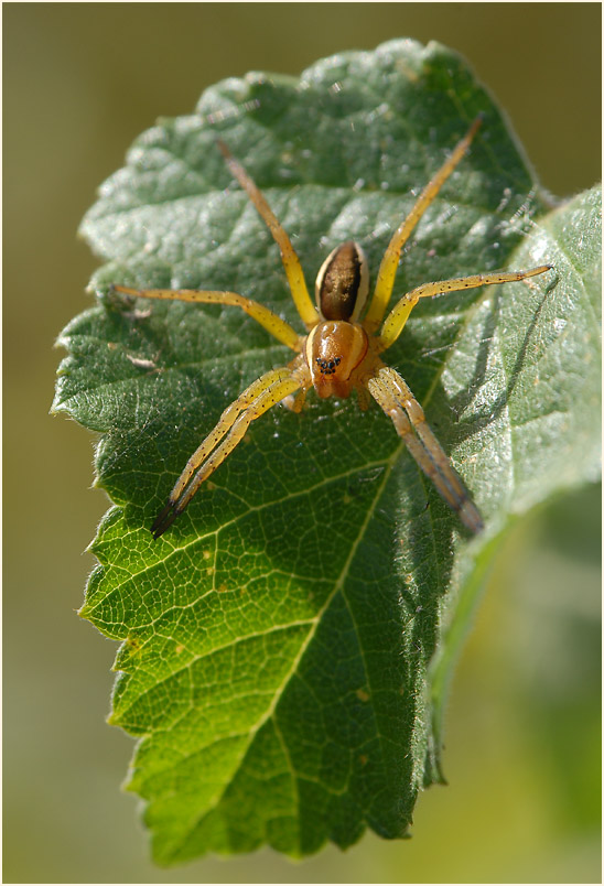 Gerandete Jagdspinne (Dolomedes fimbriatus)