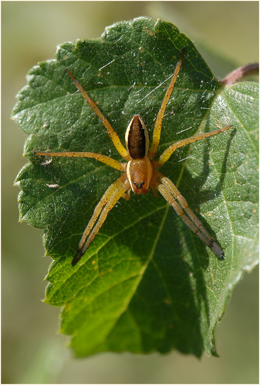 Gerandete Jagdspinne (Dolomedes fimbriatus)