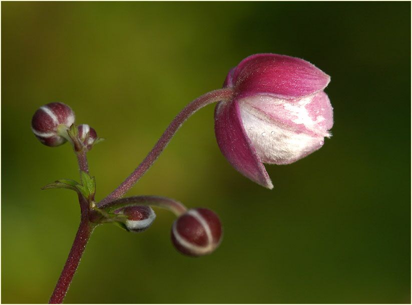 Japananemone (Anemone hupehensis)