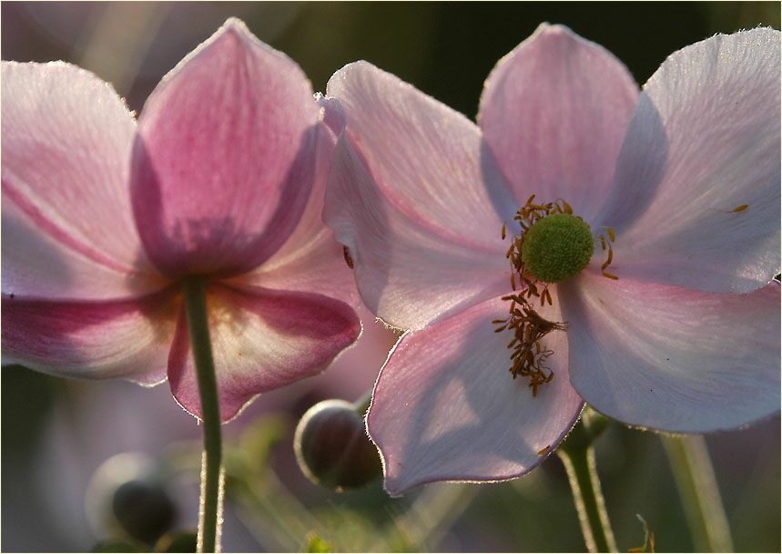 Japananemone (Anemone hupehensis)