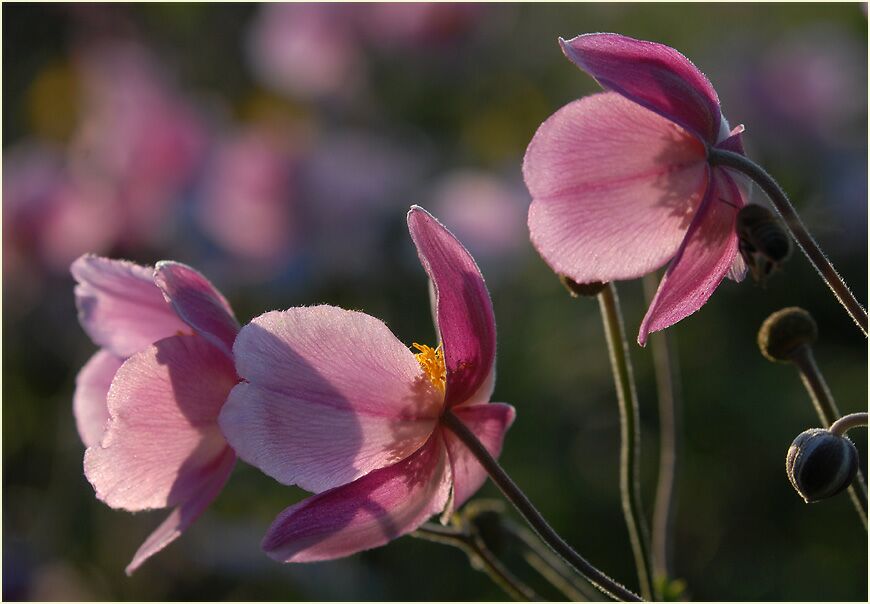 Japananemone (Anemone hupehensis)