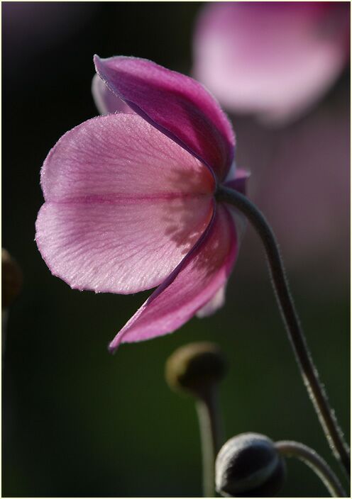 Japananemone (Anemone hupehensis)