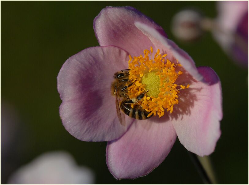 Japananemone (Anemone hupehensis)