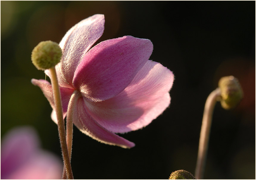 Japananemone (Anemone hupehensis)