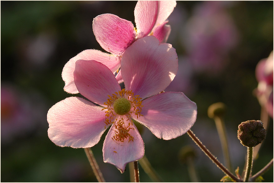Japananemone (Anemone hupehensis)