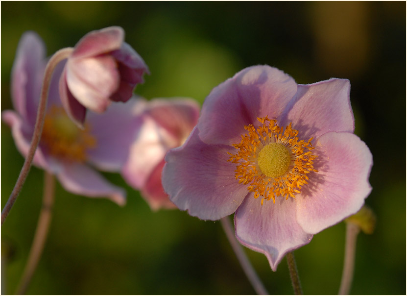 Japananemone (Anemone hupehensis)