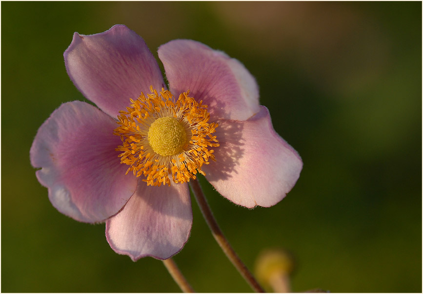 Japananemone (Anemone hupehensis)
