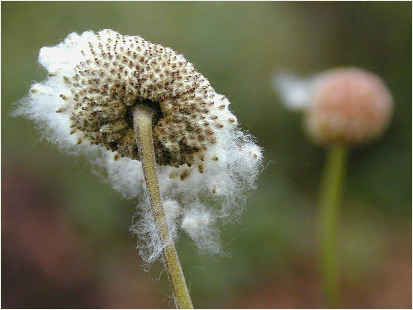 Japananemone (Anemone hupehensis)
