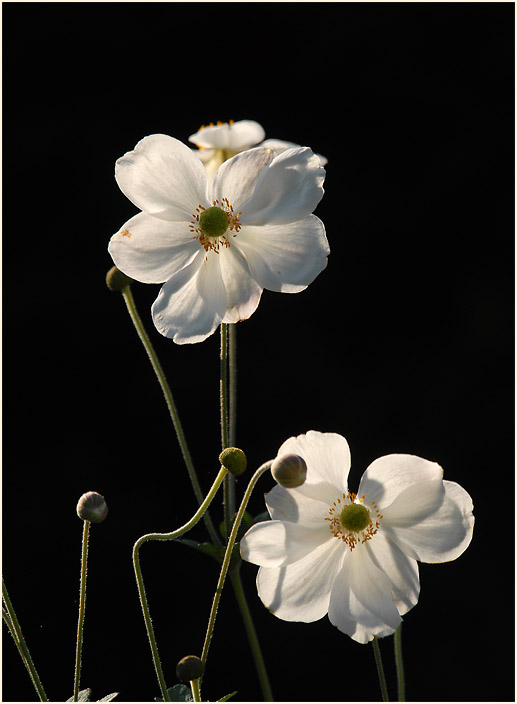 Japananemone (Anemone hupehensis)