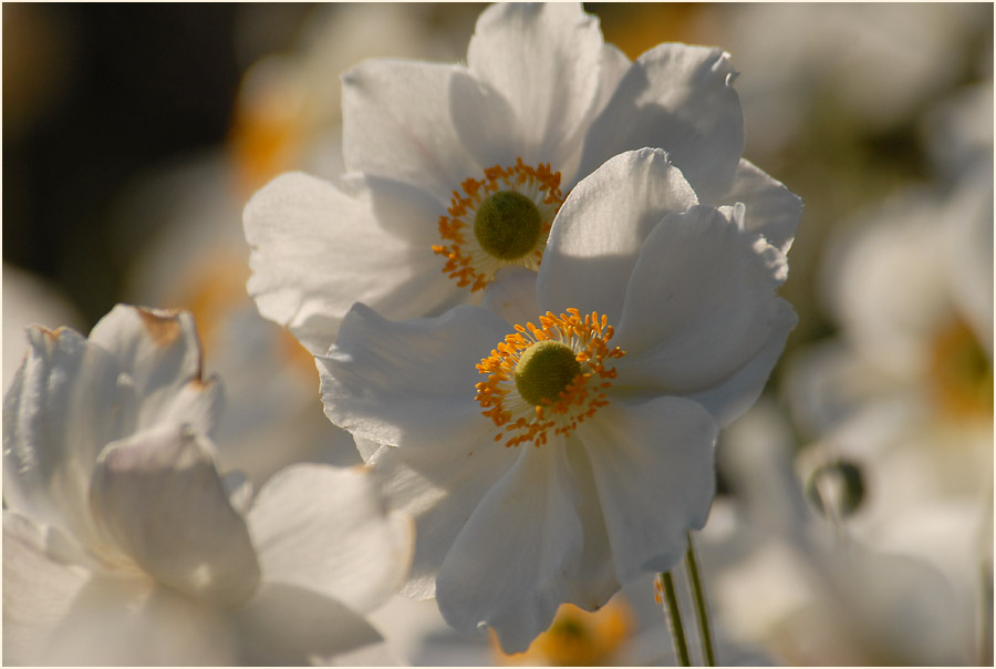 Japananemone (Anemone hupehensis)