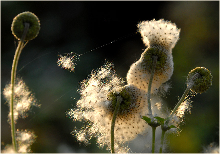 Japananemone (Anemone hupehensis)