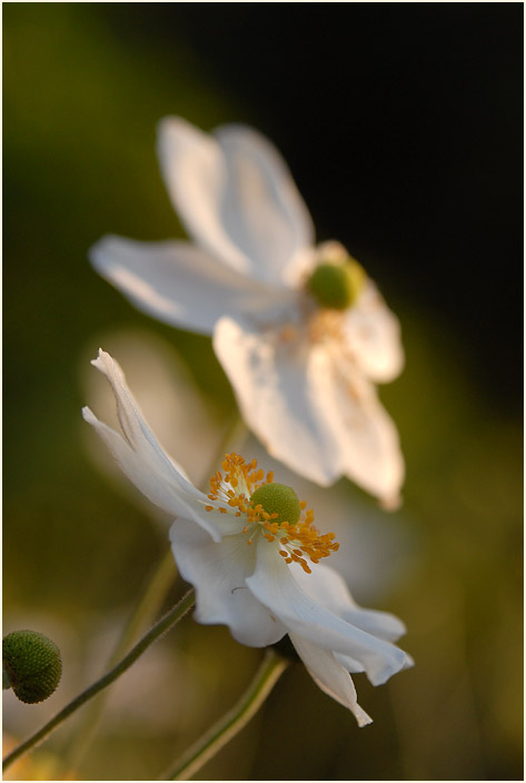 Japananemone (Anemone hupehensis)