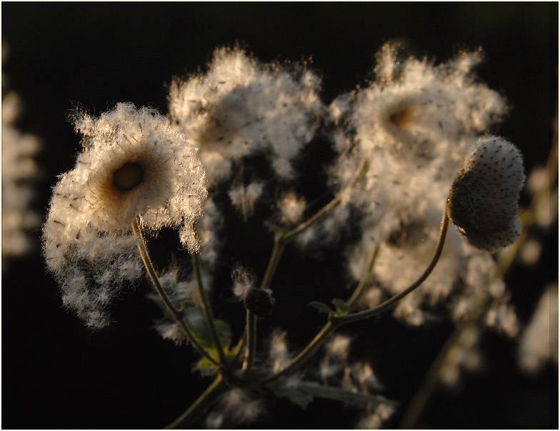Japananemone (Anemone hupehensis)