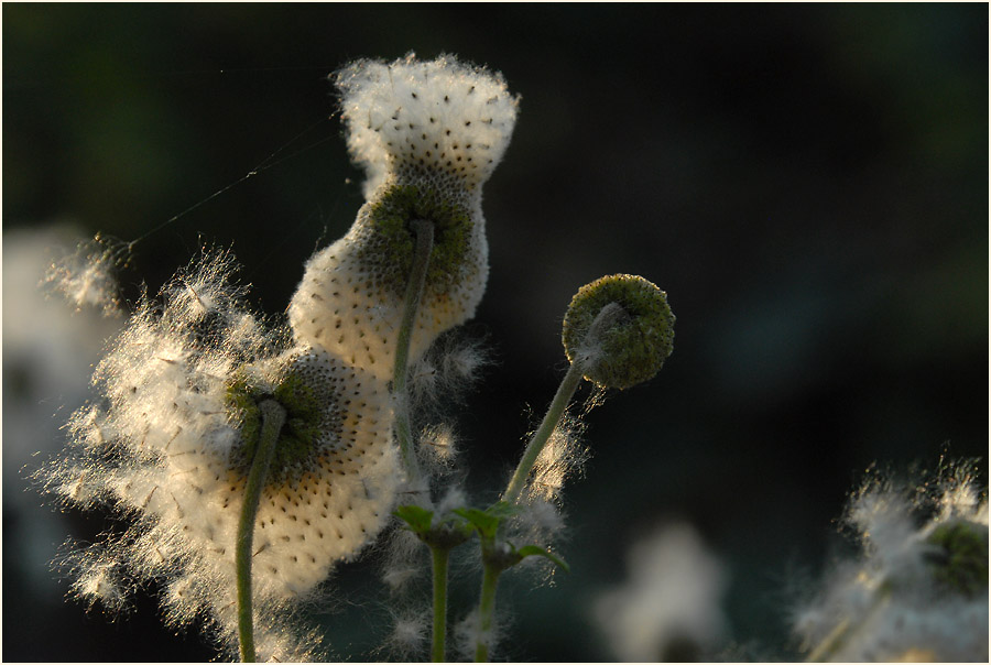 Japananemone (Anemone hupehensis)